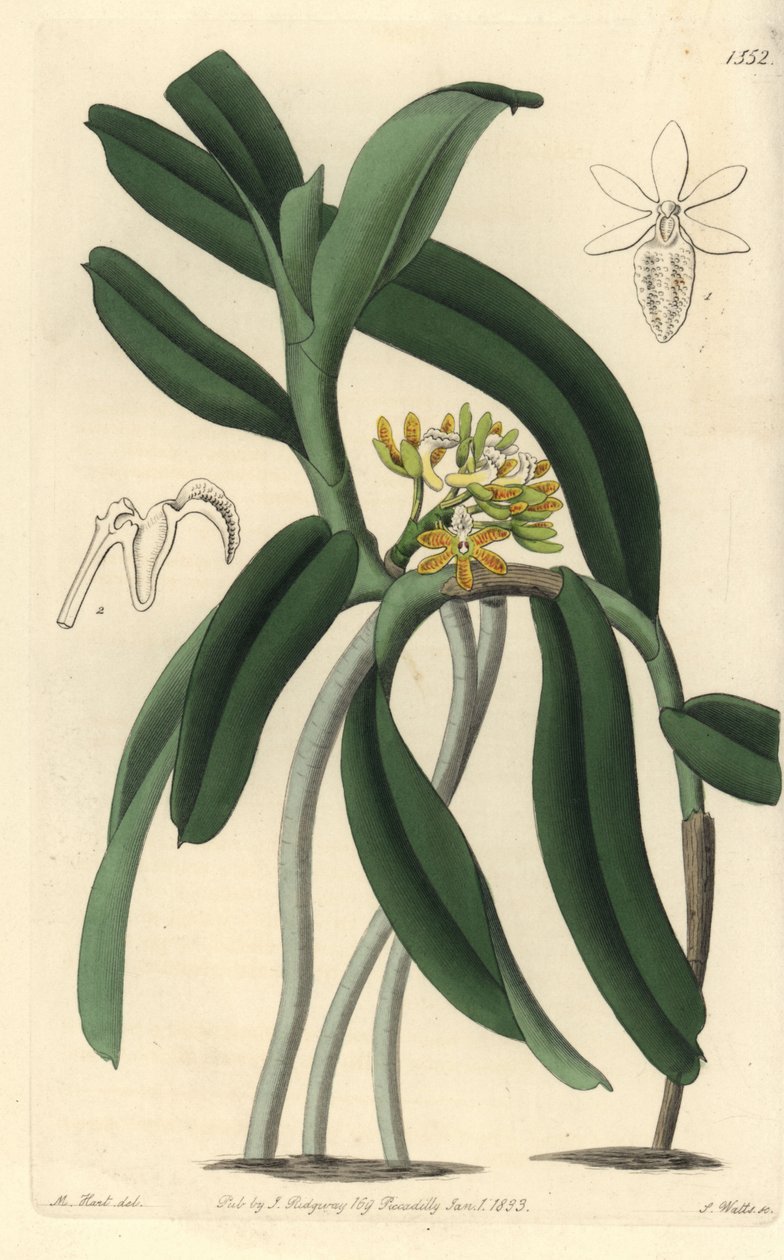 Orchidea variete Saccolabium - Acampe praemorsa orchidea (Pimpled saccolabium, Saccolabium papilosum). S. Watts kézi színű rézmetszet M. Hart illusztrációja után a Sydenham Edwards Botanical Register-ből, Ridgeway, London alkotó: Sydenham Teast Edwards