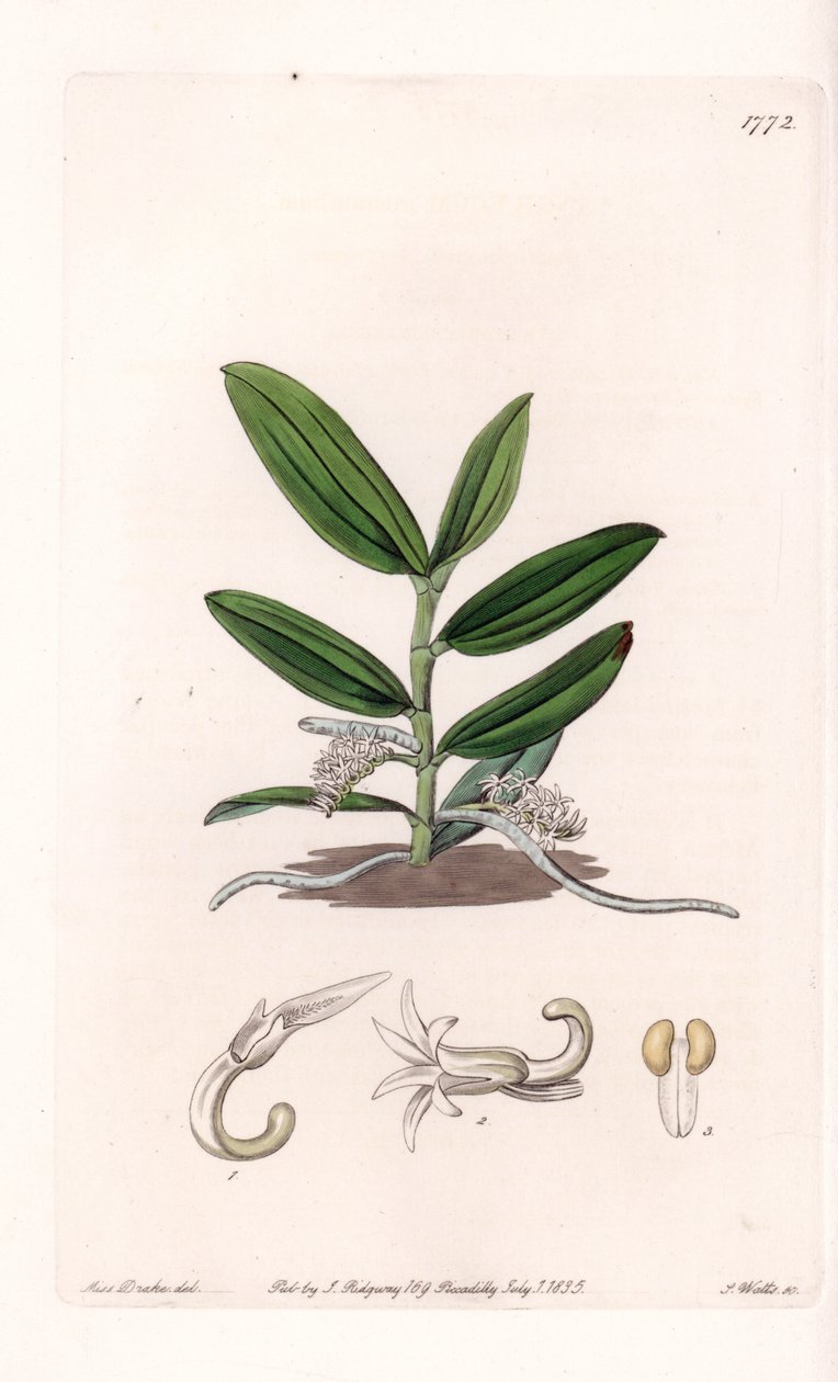 Orchidea: variete de camphylocentrum - S. Watts által gravírozott tábla Sarah Anne Drake (1803-1857) illusztrációjáról, a Sydenham Edwards (1768-1819) botanikai nyilvántartásából, Angliából alkotó: Sydenham Teast Edwards