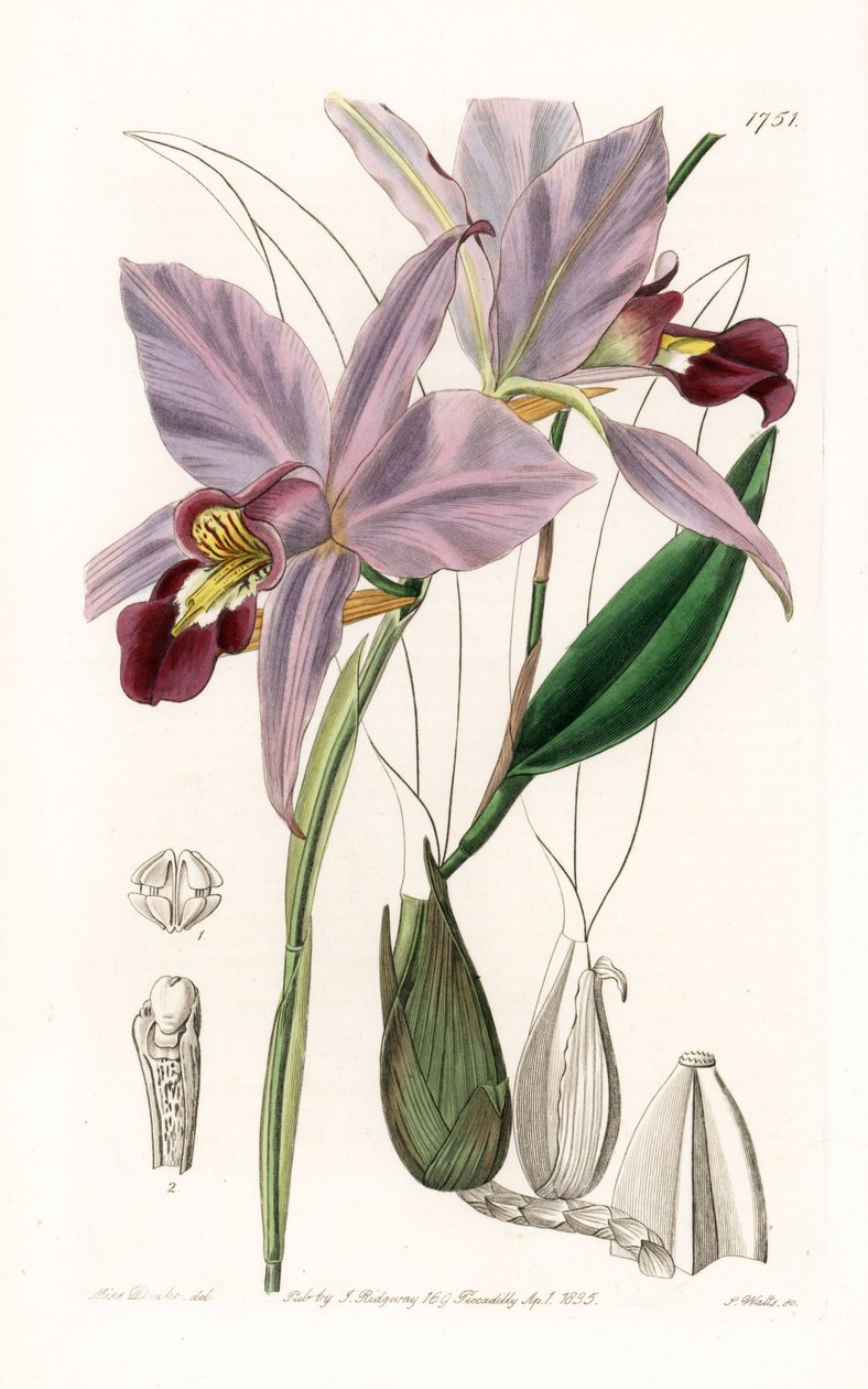 Orchidea: variete de laelia - S. Watts által gravírozott tábla Sarah Anne Drake (1803-1857) illusztrációjáról, a Sydenham Edwards (1768-1819) botanikai nyilvántartásából, Anglia alkotó: Sydenham Teast Edwards