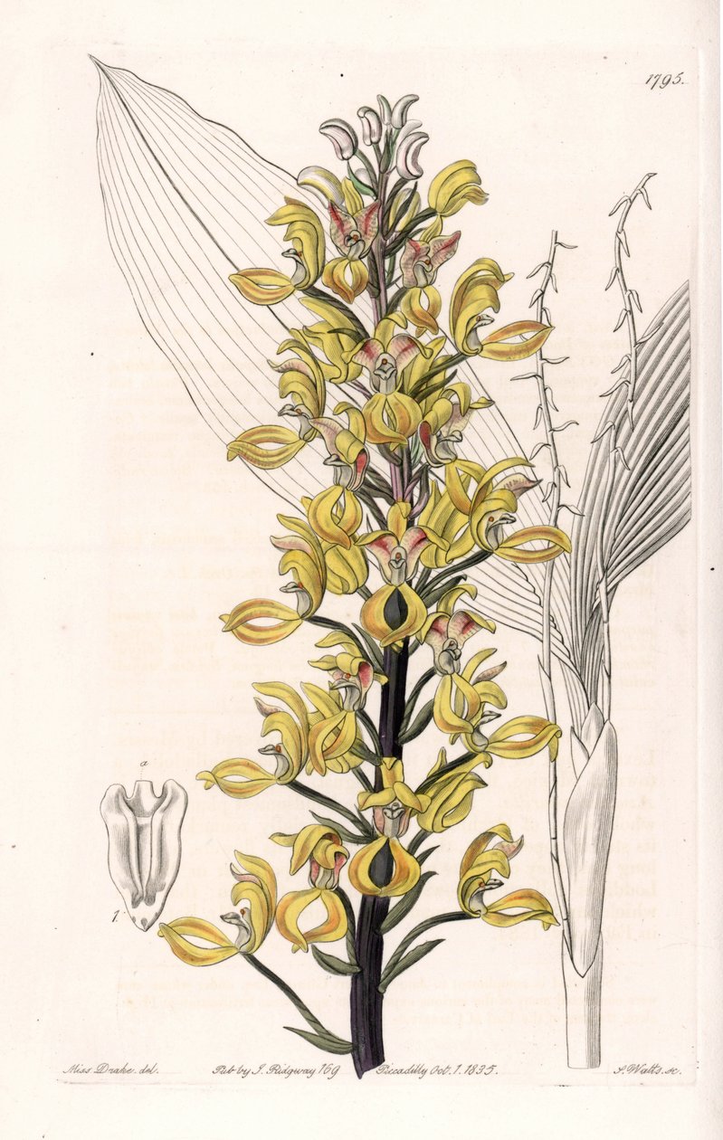 Orchidea: Govenia fajtája - S. Watts által gravírozott tábla Sarah Anne Drake (1803-1857) illusztrációjáról, a Sydenham Edwards (1768-1819) botanikai nyilvántartásából, Angliából alkotó: Sydenham Teast Edwards