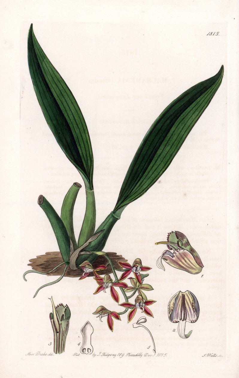 Orchidea: makradénia fajtája, Guyanában őshonos – S. Watts által metszett lemez, Sarah Anne Drake (1803-1857) illusztrációjáról, Sydenham Edwards (1768-1819) botanikai nyilvántartásából, Angliából alkotó: Sydenham Teast Edwards