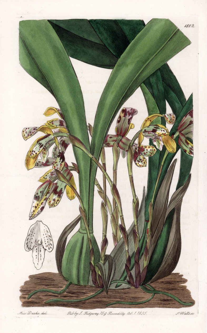 Orchidea: a maxillaria fajtája, Dél-Amerikában őshonos - S. Watts által gravírozott tábla Sarah Anne Drake (1803-1857) illusztrációja alapján, a Sydenham Edwards (1768-1819) botanikai nyilvántartásából, Angliából alkotó: Sydenham Teast Edwards