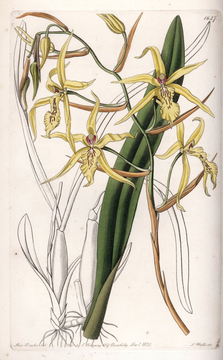 Orchidea: a miltonia vagy milt fajtája – S. Watts által metszett tábla Sarah Anne Drake (1803-1857) illusztrációjáról, a Sydenham Edwards (1768-1819) botanikai nyilvántartásából, Angliából alkotó: Sydenham Teast Edwards