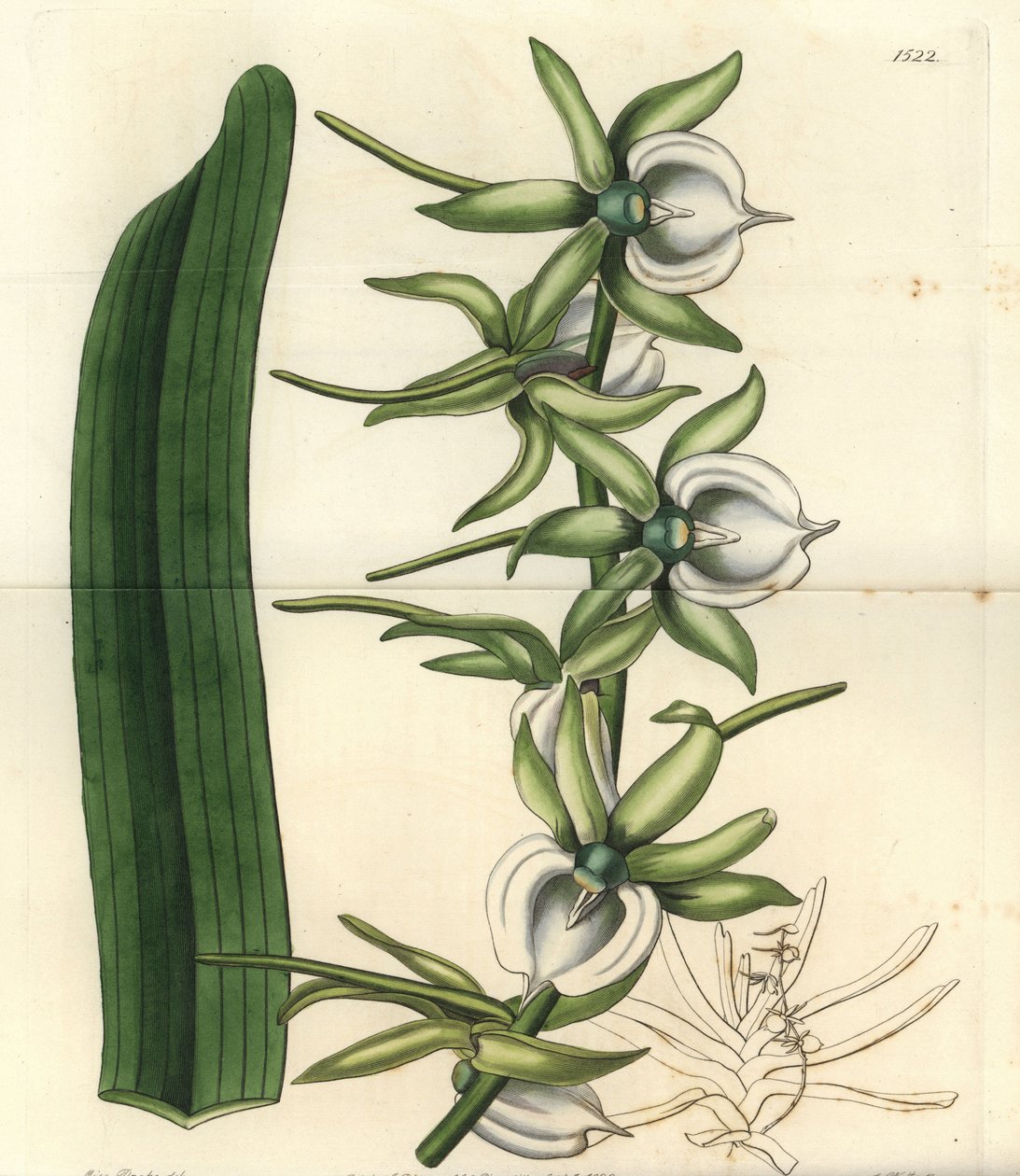 Az Indiai-óceáni szigetek orchidea fajtája - Ivory angraecum orchidea, Angraecum eburneum. S. Watts kézi színű rézmetszet Miss Sarah Drake illusztrációja nyomán a Sydenham Edwards Botanical Register-ből, Ridgeway, London alkotó: Sydenham Teast Edwards