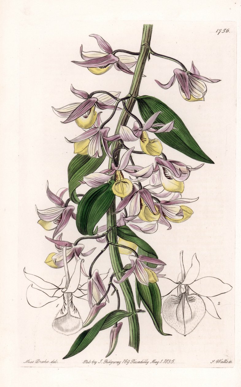 Orchidea: Ázsiában őshonos Dendrobium fajtája – S. Watts által metszett lemez, Sarah Anne Drake (1803-1857) illusztrációjáról, a Sydenham Edwards (1768-1819) botanikai nyilvántartásából, Angliából alkotó: Sydenham Teast Edwards
