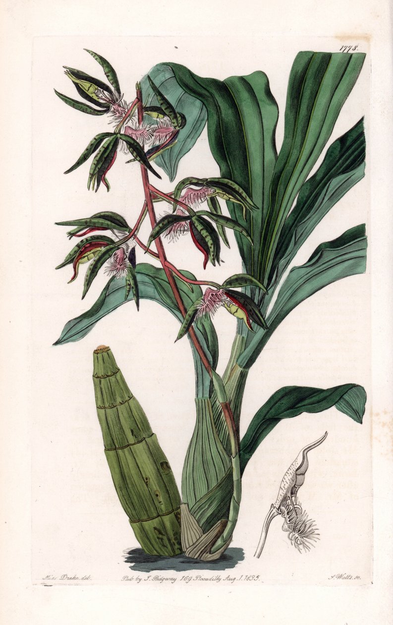 Orchidea: szakállasnak nevezett katazetum változata - S. Watts által metszett tábla Sarah Anne Drake (1803-1857) illusztrációjáról, a Sydenham Edwards (1768-1819) botanikai nyilvántartásából, Angliából alkotó: Sydenham Teast Edwards
