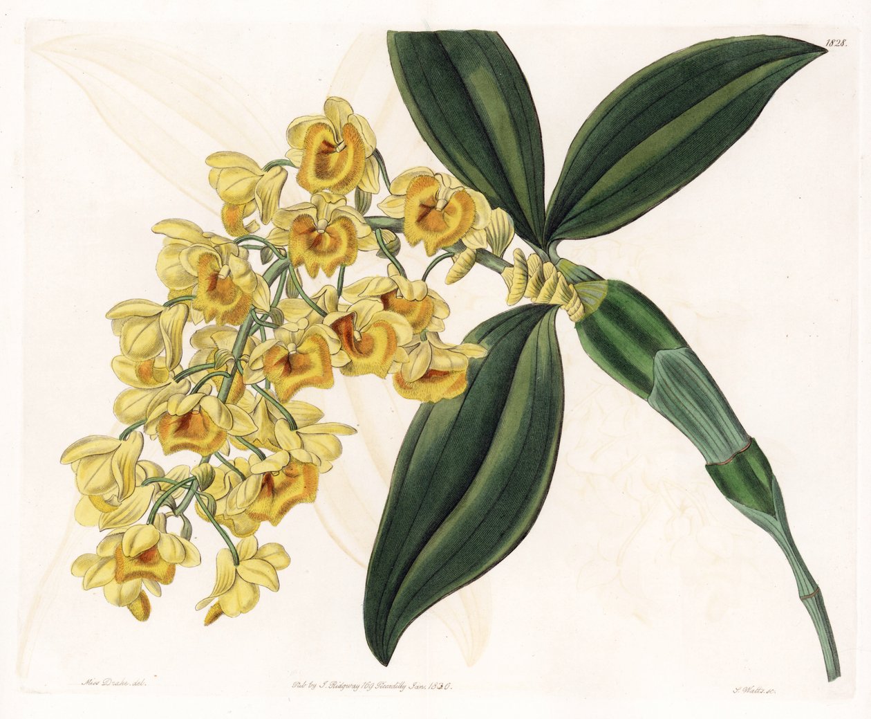 Orchidea: a dendrobium változata - S. Watts által gravírozott lemez, Sarah Anne Drake (1803-1857) illusztrációjáról, a Sydenham Edwards (1768-1819) botanikai nyilvántartásából, Angliából alkotó: Sydenham Teast Edwards