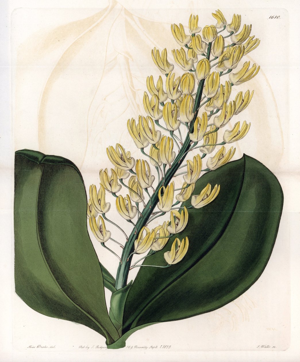 Orchidea: Dendrobium változata Ausztráliából - S. Watts által gravírozott lemez Sarah Anne Drake (1803-1857) illusztrációjáról, a Sydenham Edwards (1768-1819) botanikai nyilvántartásából, Angliából alkotó: Sydenham Teast Edwards