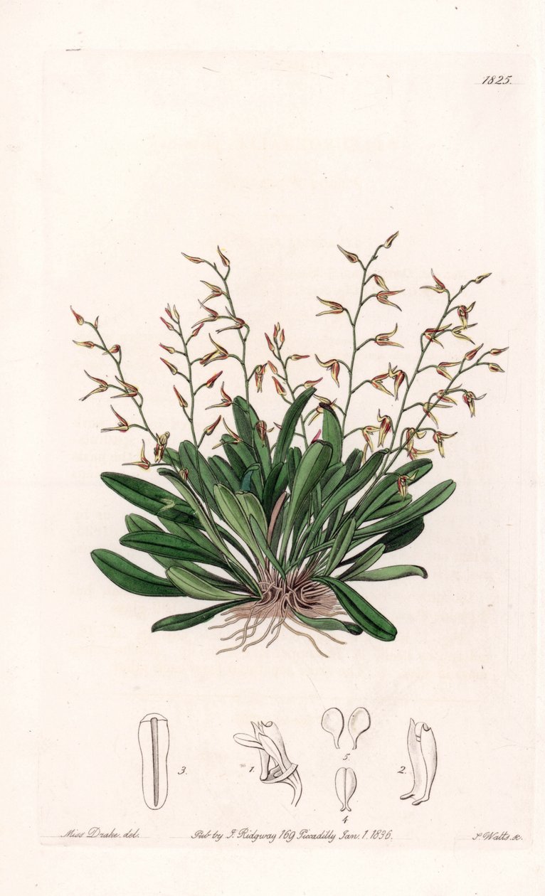 Orchidea: az epidendre változata - S. Watts által gravírozott lemez Sarah Anne Drake (1803-1857) illusztrációjáról, a Sydenham Edwards (1768-1819) botanikai nyilvántartásából, Anglia alkotó: Sydenham Teast Edwards