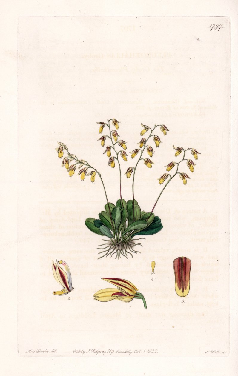 Orchidea: az epidendre változata - S. Watts által gravírozott lemez Sarah Anne Drake (1803-1857) illusztrációjáról, a Sydenham Edwards (1768-1819) botanikai nyilvántartásából, Anglia alkotó: Sydenham Teast Edwards