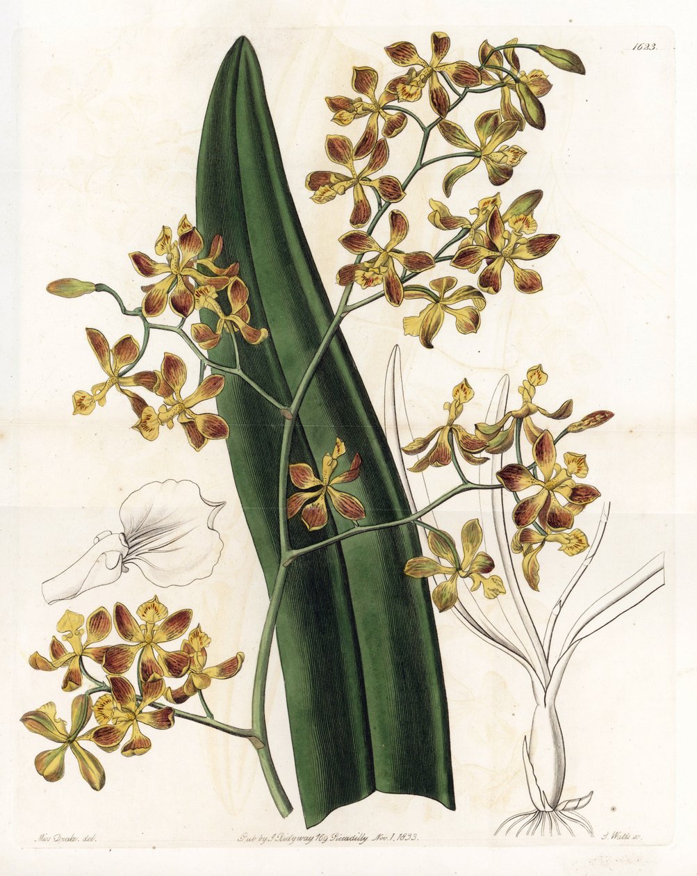 Orchidea: az epidendrum változata - S. Watts által gravírozott lemez, Sarah Anne Drake (1803-1857) illusztrációja alapján, a Sydenham Edwards (1768-1819) botanikai nyilvántartásából, Angliából alkotó: Sydenham Teast Edwards