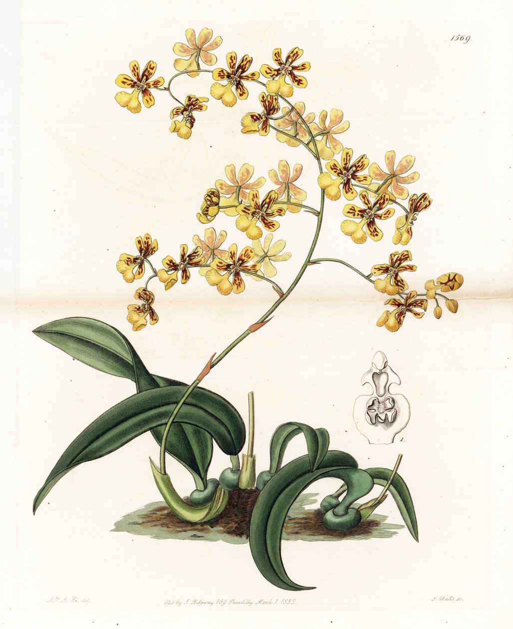 Orchidea: a brazil epifitikus oncidium változata – S. Watts által gravírozott lemez, Sarah Anne Drake (1803-1857) illusztrációjáról, a Sydenham Edwards (1768-1819) botanikai nyilvántartásából, Angliából alkotó: Sydenham Teast Edwards