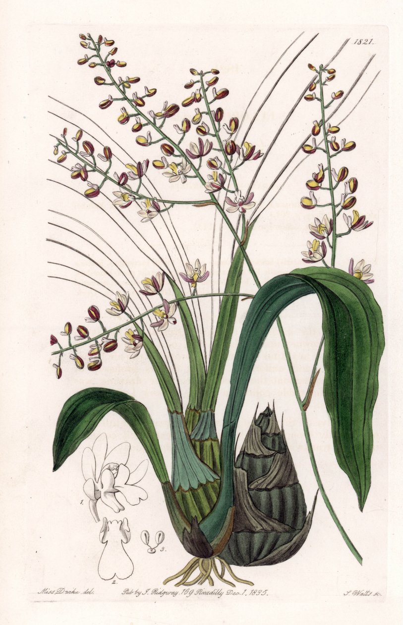 Orchidea: az eulophia változata - S. Watts által gravírozott lemez, Sarah Anne Drake (1803-1857) illusztrációja alapján, a Sydenham Edwards (1768-1819) botanikai nyilvántartásából, Angliából alkotó: Sydenham Teast Edwards
