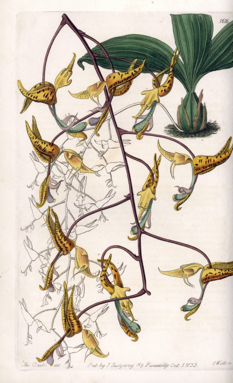 Orchidea: Dél-Amerikában őshonos gongorafajta – S. Watts által gravírozott tábla Sarah Anne Drake (1803-1857) illusztrációjáról, a Sydenham Edwards (1768-1819) botanikai nyilvántartásából, Angliából alkotó: Sydenham Teast Edwards