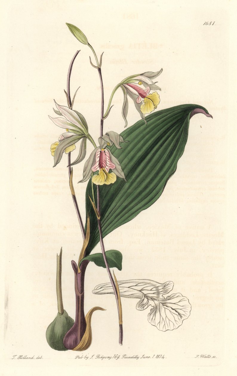 Orchidee, American Bletia – Water Forte, S. Watts T. Holland illusztrációjából, a Botanical Registerből alkotó: Sydenham Teast Edwards
