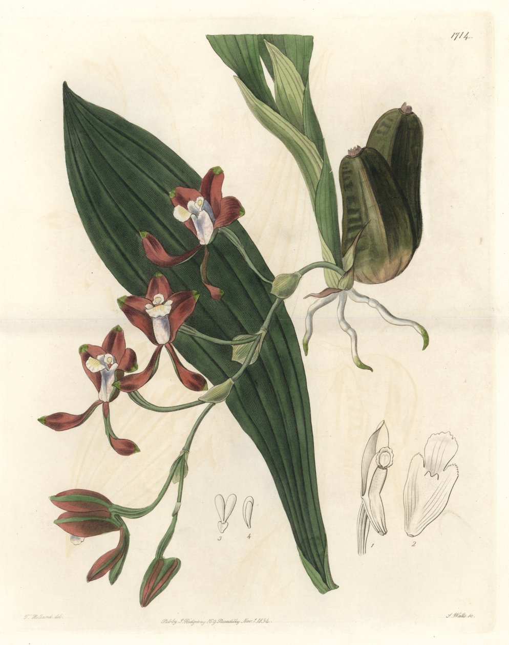 Orchidee Batemannia, Guyanában őshonos – S. Watts Water Forte T. Holland illusztrációjából, a botanikai nyilvántartásból alkotó: Sydenham Teast Edwards
