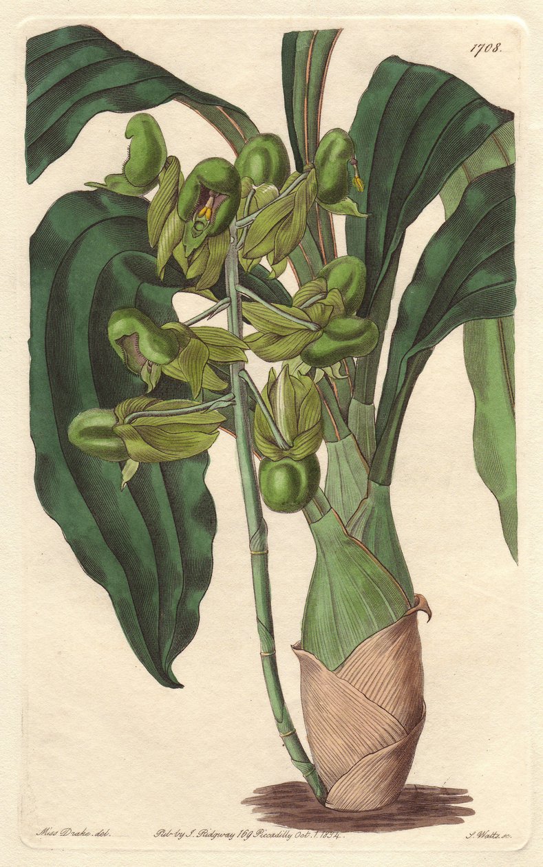 Orchidee Catasetum, Brazíliában őshonos – S. Watts Water forte Sarah Anne Drake (1803-1857) illusztrációjából, a botanikai nyilvántartásból alkotó: Sydenham Teast Edwards