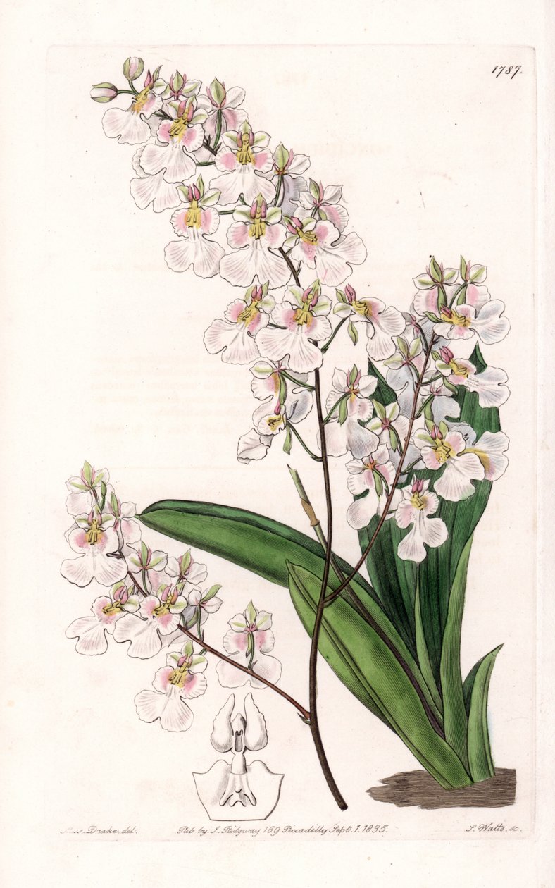 A Tolumnia pulchella orchidea, Jamaicán honos – S.Watts metszet, Sarah Anne Drake (1803-1857) illusztrációja alapján, a Sydenham Edwards (1768-1819) botanikai nyilvántartásából, Angliából alkotó: Sydenham Teast Edwards
