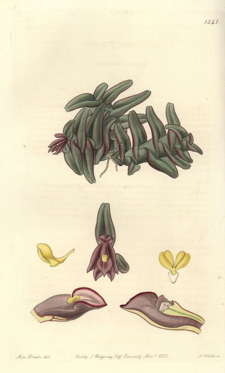 Orchidee epidendrum Közép-Amerika - Epidendrum schlechterianum orchidea (Purple nanodes, Nanodes discolor). S. Watts kézi színű rézmetszet Miss Sarah Drake illusztrációja után a Sydenham Edwards Botanical Register-ből, Ridgeway, Lon alkotó: Sydenham Teast Edwards