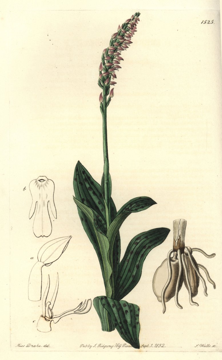 Orchidea neotine - Sűrű virágú orchidea, Neotinea maculata (Egyméretű aceras, Aceras secundiflora). S. Watts kézi színű rézmetszet Miss Sarah Drake illusztrációja nyomán a Sydenham Edwards Botanical Register-ből, Ridgeway, London alkotó: Sydenham Teast Edwards