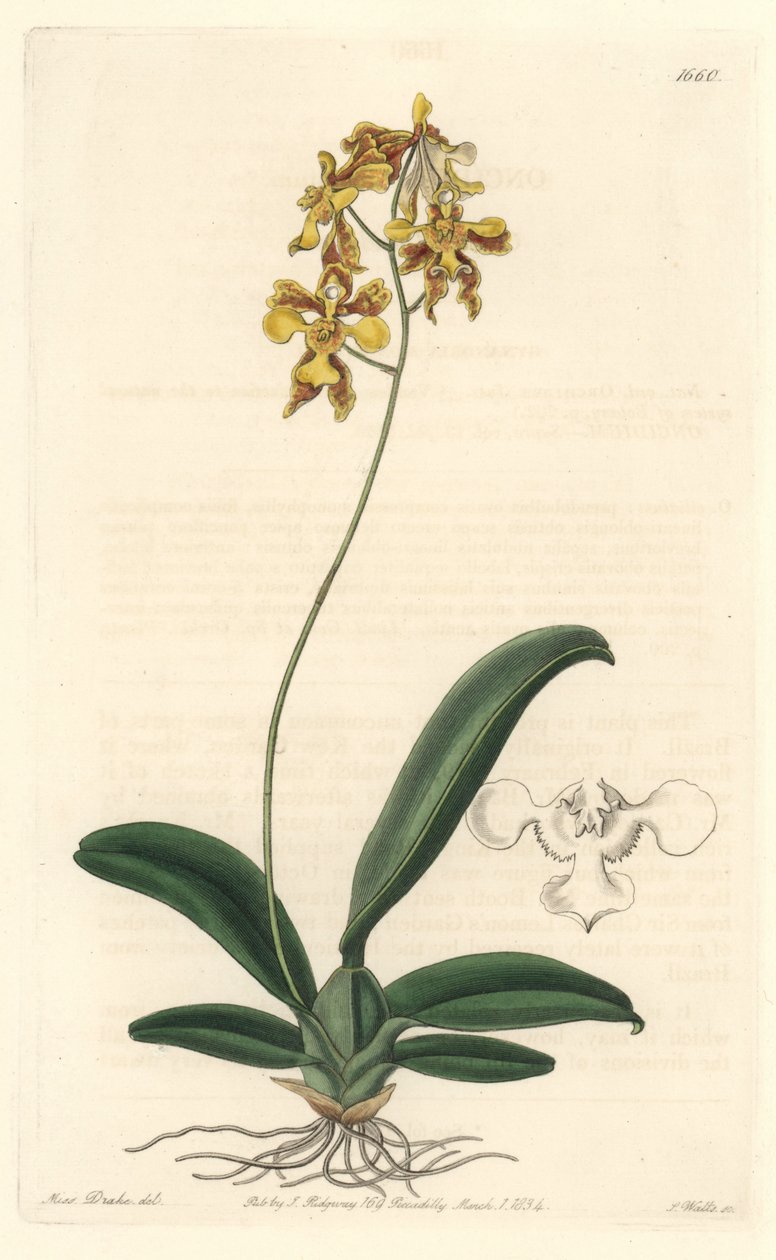 Orchidee oncidium sárga, Brazíliában őshonos – S. Watts Water forte Sarah Anne Drake (1803-1857) illusztrációjából, a Botanical Registerből alkotó: Sydenham Teast Edwards