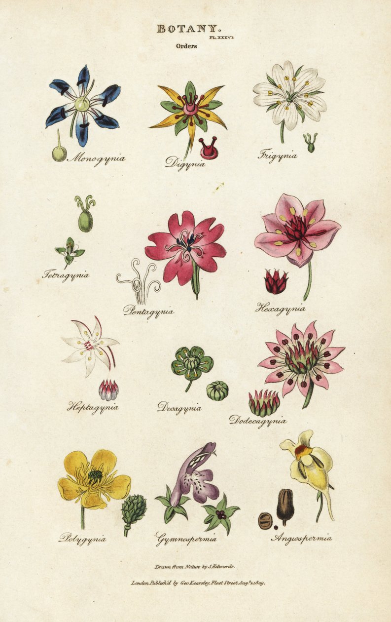 Virágrendek: Monogynia, Digynia, Trigynia, Pentagynia stb. Kézi színű rézmetszet Sydenham Edwards nyomán, John Mason Good Pantologia, a New Encyclopedia, G. Kearsley, London alkotó: Sydenham Teast Edwards