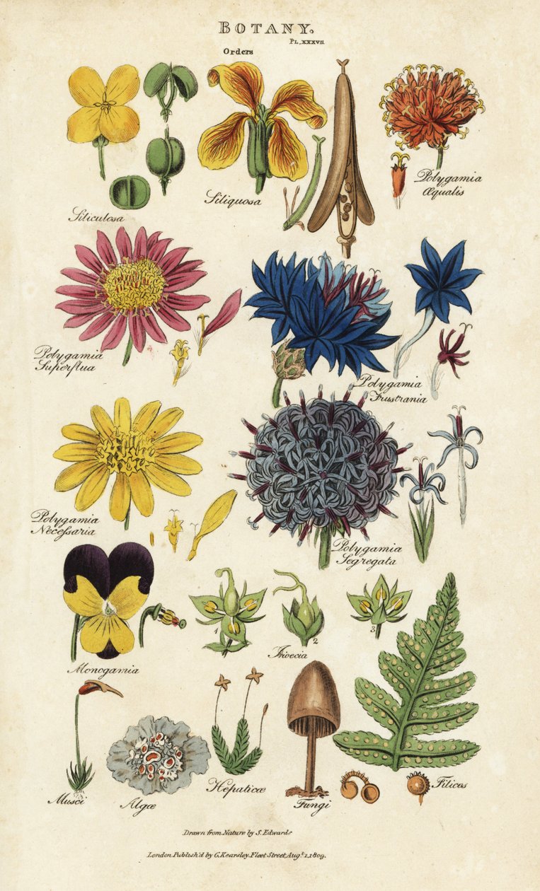 Virágrendek: Siliculosa, Seliquosa, Polygamia, Monogamia, Filicus, Fungi, stb. Kézi színű rézmetszet Sydenham Edwards nyomán John Mason Good