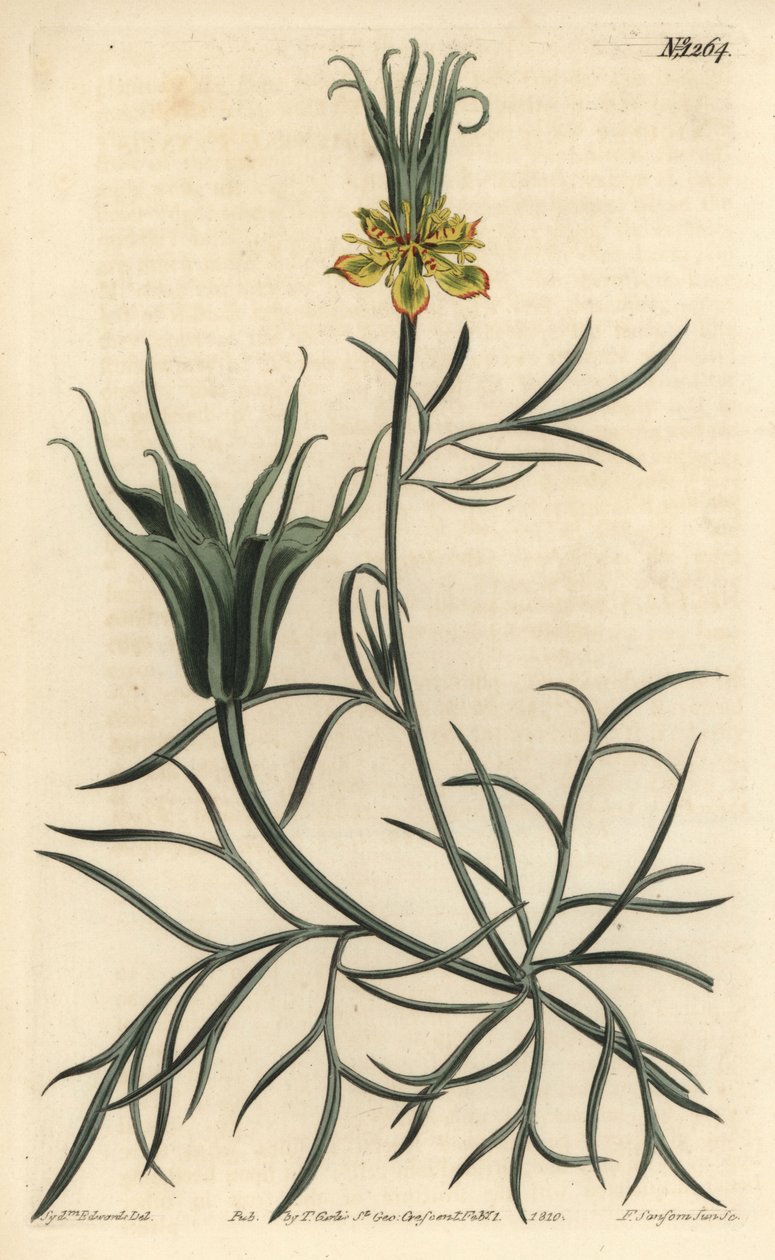 Oriental Nigelle - Keleti édeskömény-virág, Nigella orientalis. F. Sansom Jr. kézi színű rézmetszete Sydenham Edwards illusztrációja után a William Curtis Botanical Magazine-ból, T. Curtis, London alkotó: Sydenham Teast Edwards