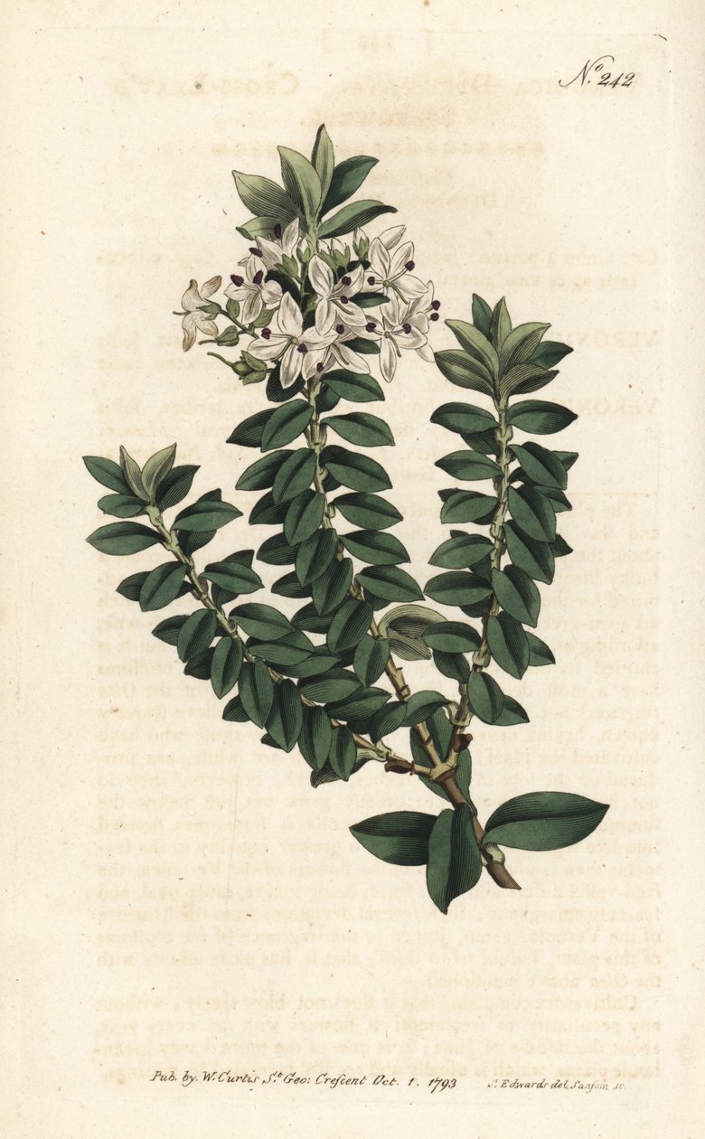 Ouessant mirtusz vagy elliptikus veronika - Keresztlevelű gyorskút, Veronica decussata. Sansom kézzel színezett rézmetszet Sydenham Edwards illusztrációja nyomán William Curtis Botanical Magazine-ból, London alkotó: Sydenham Teast Edwards
