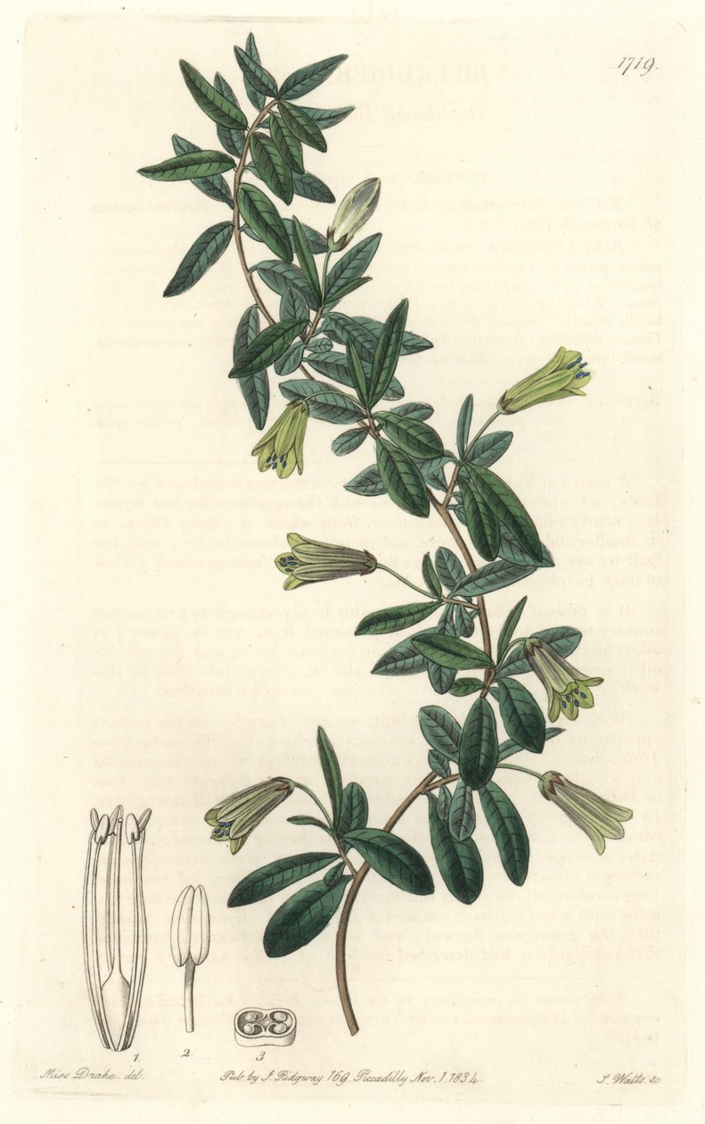 Ovális levelű Billardiera, Tasmániában (Ausztrália) őshonos – Erős víz S. Wattstól Sarah Anne Drake (1803-1857) illusztrációjából, a botanikai nyilvántartásból alkotó: Sydenham Teast Edwards