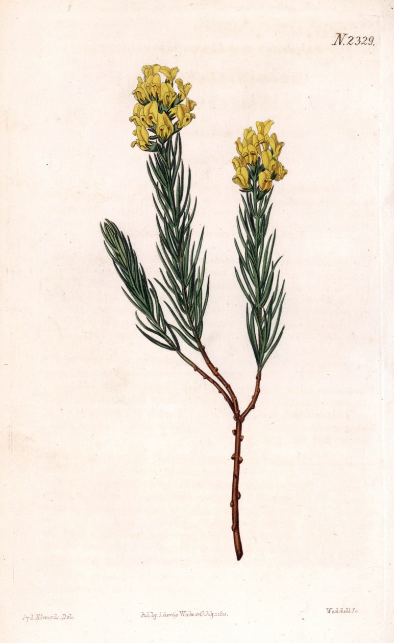 Ovális tüskés aspalathus, Aspalathus callosa. Weddell kézi színű rézmetszet Sydenham Edwards illusztrációja után Samuel Curtis „” Botanical Magazine” című londoni magazinjából alkotó: Sydenham Teast Edwards