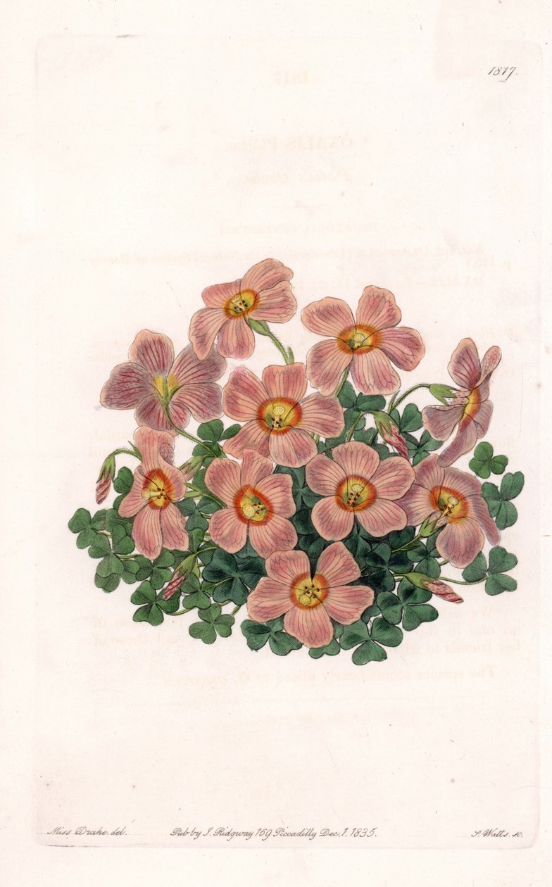 Oxalis Variete – S.Watts által gravírozott tábla Sarah Anne Drake (1803-1857) illusztrációjáról, a Sydenham Edwards (1768-1819) botanikai nyilvántartásából, Angliából alkotó: Sydenham Teast Edwards