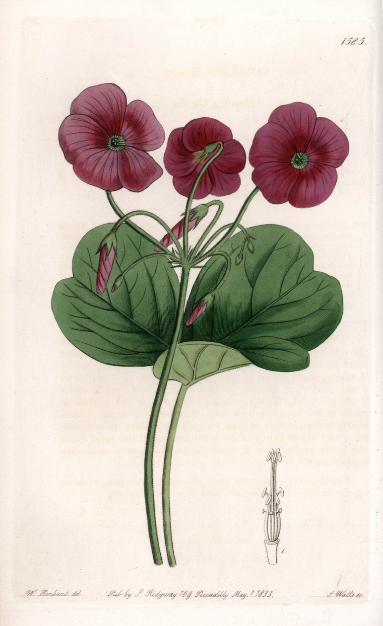 Oxalis de Bowie - S. Watts által gravírozott tábla Sarah Anne Drake (1803-1857) illusztrációjáról, Sydenham Edwards (1768-1819) botanikai nyilvántartásából, Angliából alkotó: Sydenham Teast Edwards