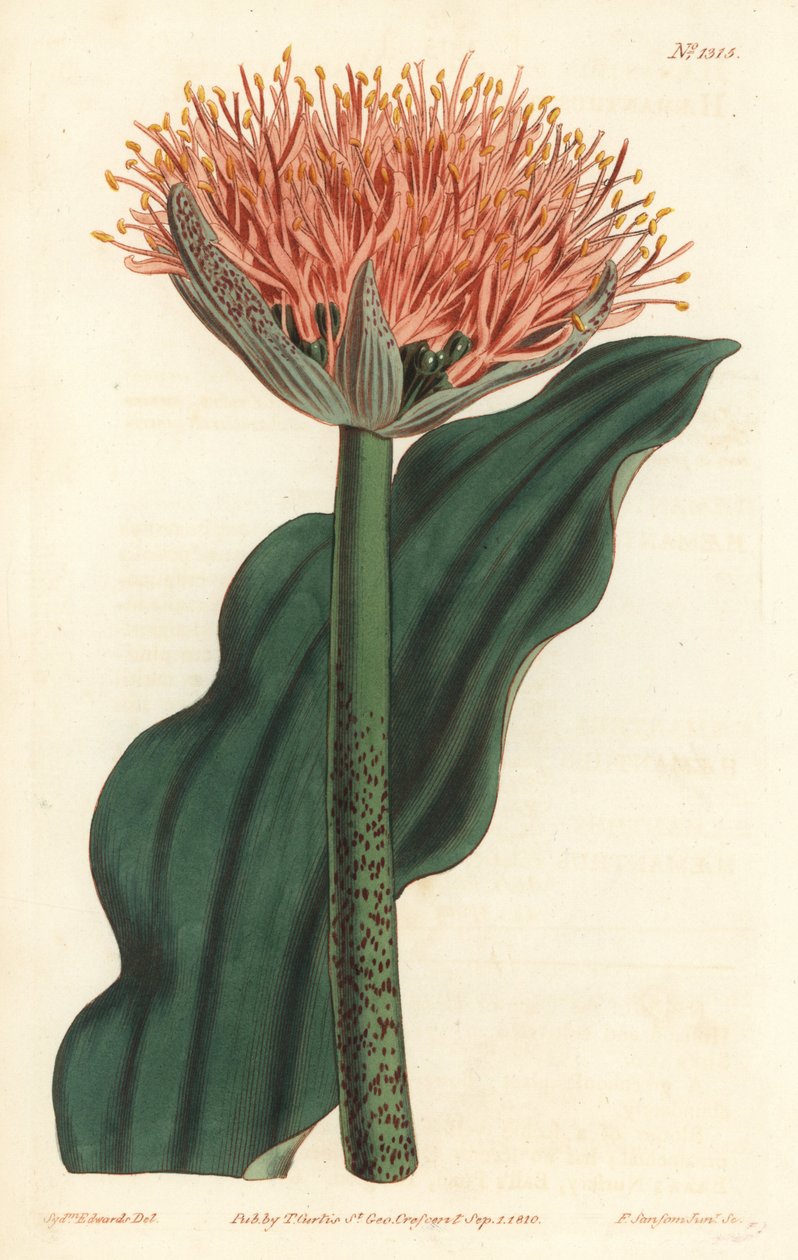 Ecsetliliom, Scadoxus puniceus (hullámlevelű vérvirág, Haemanthus puniceus). F. Sansom Jr. kézi színű rézmetszete Sydenham Edwards illusztrációja után a William Curtis Botanical Magazine-ból, T. Curtis, London alkotó: Sydenham Teast Edwards