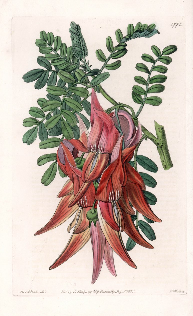 Papagáj csőr – S. Watts által metszett lemez, Sarah Anne Drake (1803-1857) illusztrációjáról, Sydenham Edwards (1768-1819) botanikai nyilvántartásából, Angliából alkotó: Sydenham Teast Edwards