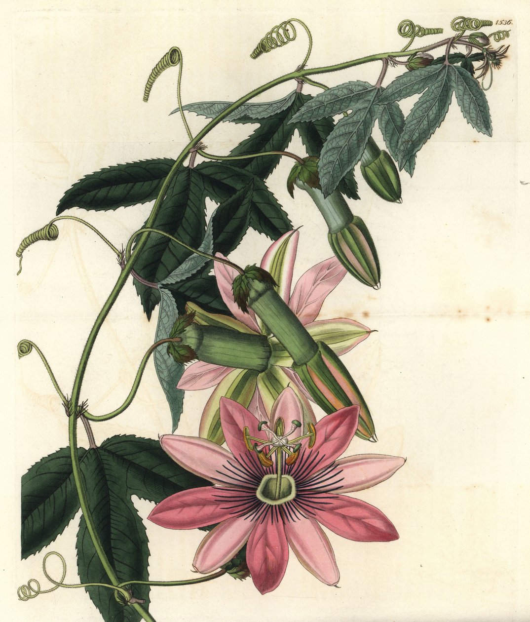 Passion Variete - Poro poro, Passiflora pinnatistipula (Mrs. Marryat tacsonia, Tacsonia pinnatistipula). S. Watts kézi színű rézmetszet Miss Sarah Drake M. Hart illusztrációja után a Sydenham Edwards Botanical Register-ből, Ridgeway, alkotó: Sydenham Teast Edwards