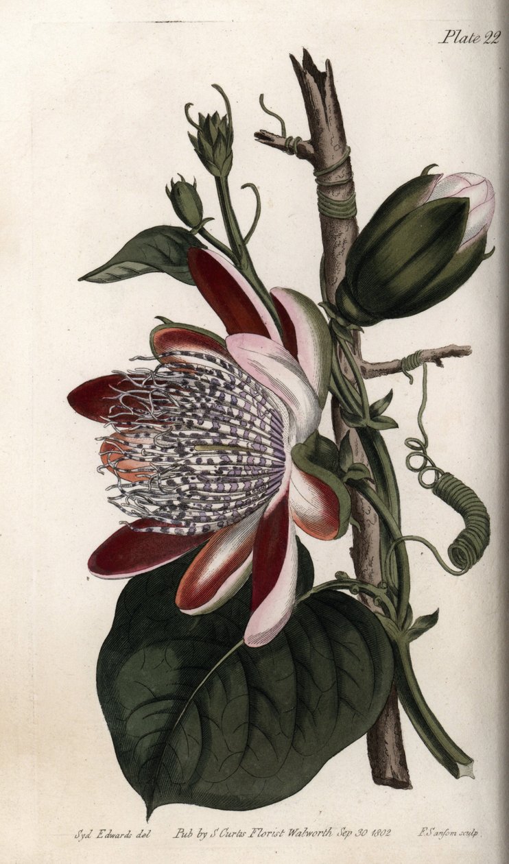 Golgotavirág, bimbó és virág. Színes rézmetszet, Sydenham Edwards (1768-1819) illusztrációja a Lambethi Botanikus Kert (Anglia) botanikai konferenciájához alkotó: Sydenham Teast Edwards