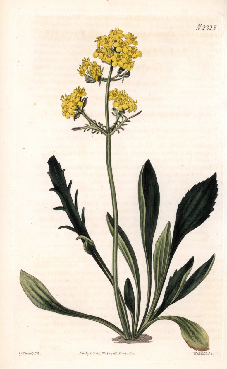 Patrinia sibirica (altáji valerián, Valeriana ruthenica). Weddell kézi színű rézmetszet Sydenham Edwards illusztrációja után Samuel Curtis „” Botanical Magazine” című londoni magazinjából alkotó: Sydenham Teast Edwards