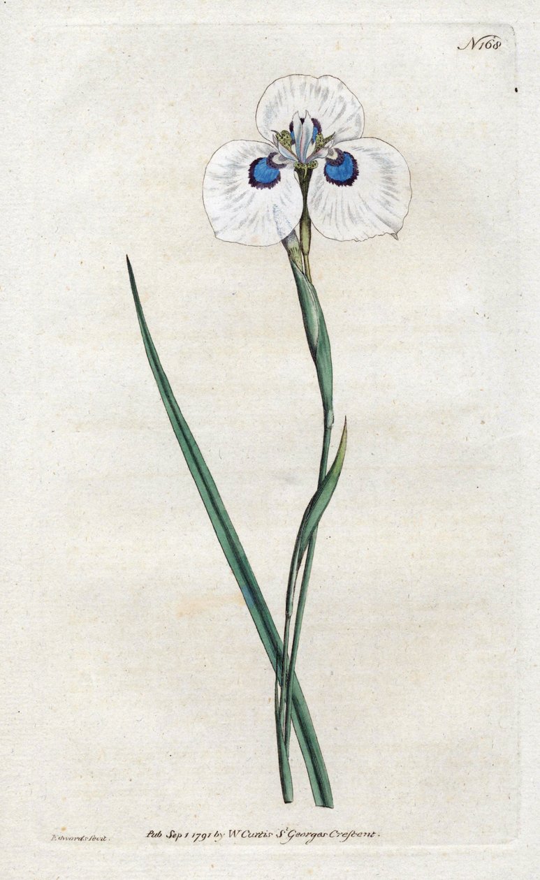 Páva írisz – Sydenham Edwards litográfiája (1768-1819), lemez William Curtis Botanical Magazine-jából (1746-1799) alkotó: Sydenham Teast Edwards
