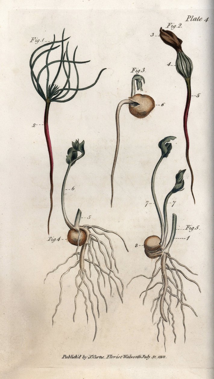 A borsó, a hüvelyes magnak különböző csírázási szakaszai vannak. Színes rézmetszet, Sydenham Edwards (1768-1819) illusztrációja a Lambethi Botanikus Kert (Anglia) botanikai konferenciájához alkotó: Sydenham Teast Edwards