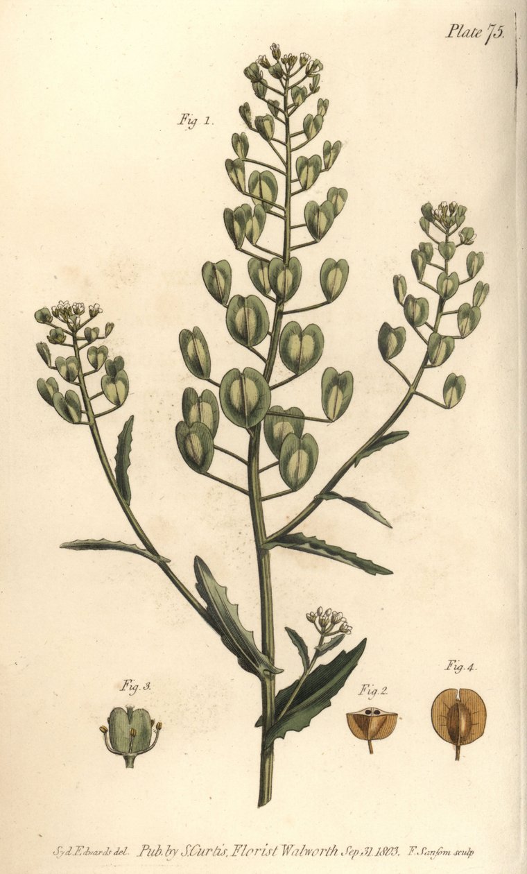 Pennycress, Thlaspi arvense, Siliculosa. F. Sansom kézi színű rézmetszete Sydenham Edwards botanikai illusztrációjáról William Curtis Botanikai előadásaihoz, a lambethi botanikus kertben alkotó: Sydenham Teast Edwards