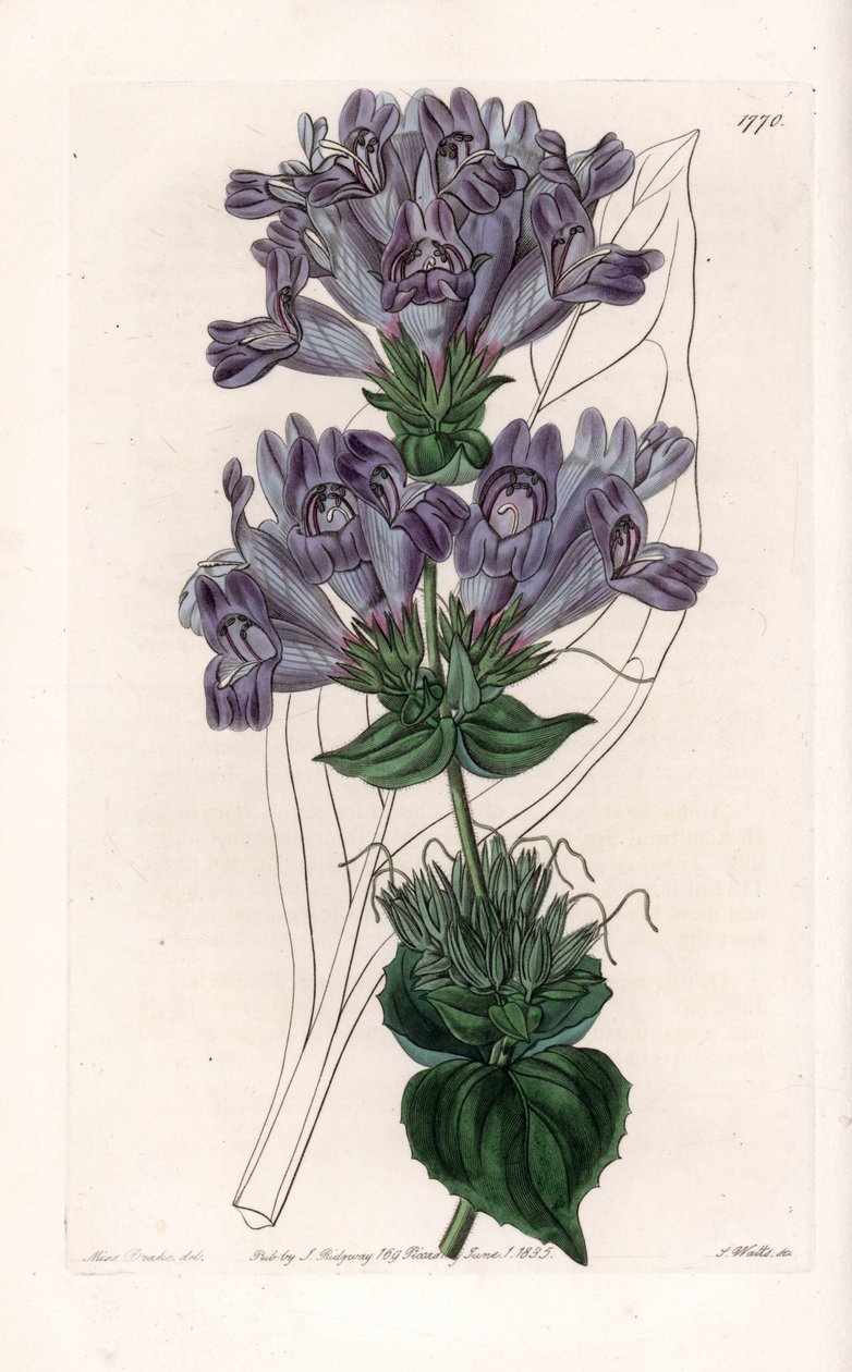 Penstemon Variete – S.Watts által gravírozott tábla Sarah Anne Drake (1803-1857) illusztrációjáról, Sydenham Edwards (1768-1819) botanikai nyilvántartásából, Angliából alkotó: Sydenham Teast Edwards