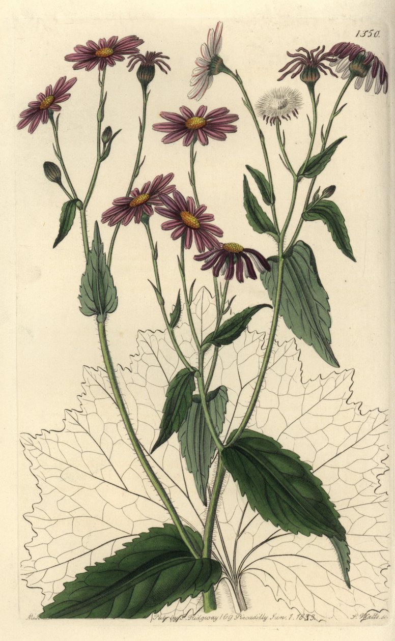 Pericallis tussilaginis (Senecio tussilaginis). S. Watts kézi színű rézmetszet Miss Sarah Drake illusztrációja nyomán a Sydenham Edwards Botanical Register-ből, Ridgeway, London alkotó: Sydenham Teast Edwards