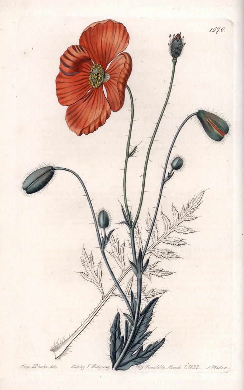 Persian Poppy Variete – S.Watts metszet, Sarah Anne Drake (1803-1857) illusztrációja alapján, a Sydenham Edwards (1768-1819) botanikai nyilvántartásából, Angliából alkotó: Sydenham Teast Edwards