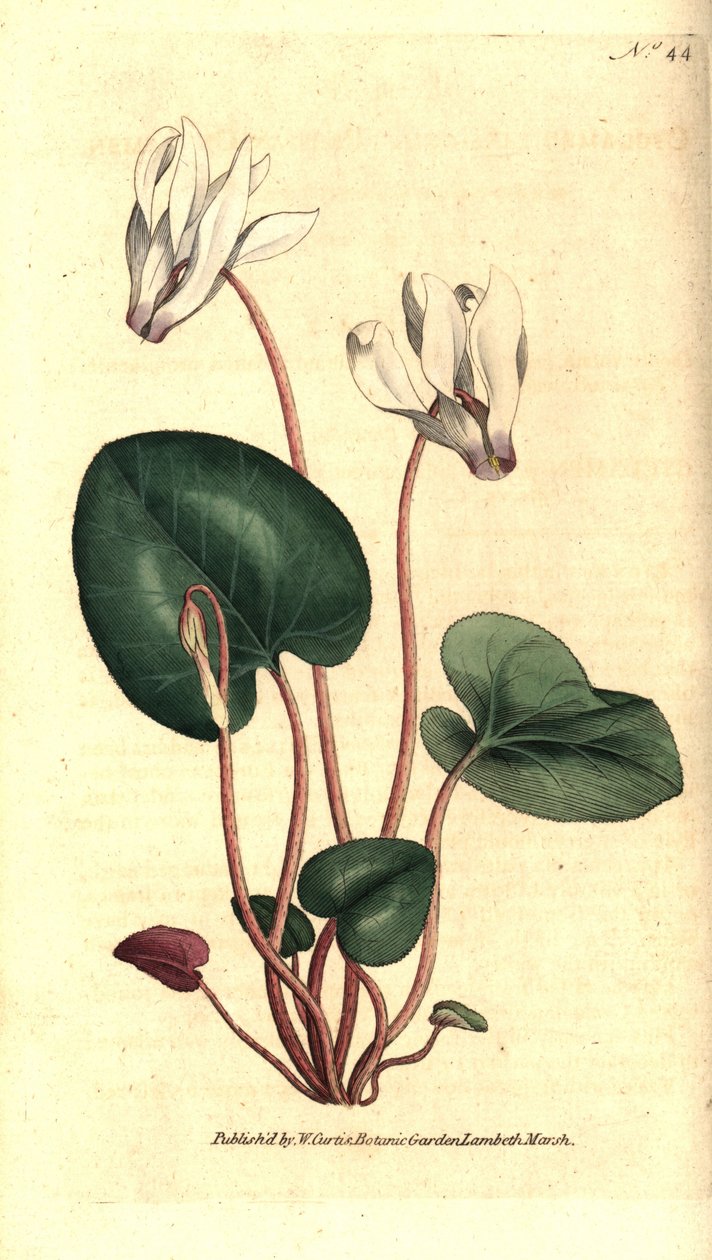 Perzsa ciklámen vagy ciklámen virágárusok - Perzsa ciklámen, Cyclamen persicum. Kézzel színezett rézmetszet James Sowerby botanikai illusztrációja nyomán William Curtis The Botanical Magazine-jából, Lambeth Marsh, London alkotó: Sydenham Teast Edwards