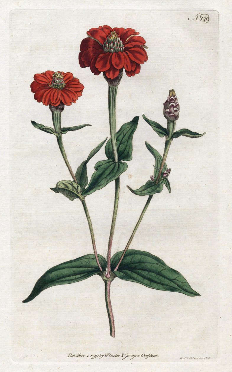 Perui cinnia vagy bresine – Sydenham Edwards (1768-1819) litográfiája, William Curtis (1746-1799) a Botanical Magazine-ból alkotó: Sydenham Teast Edwards