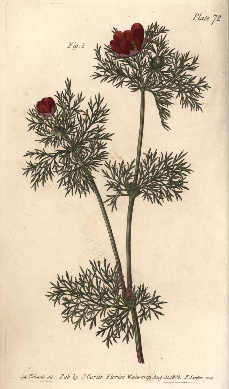 Fácánszem, Adonis annua, Polygynia, hermafrodita virág sok bibével. F. Sansom kézi színű rézmetszete Sydenham Edwards botanikai illusztrációjáról William Curtis Botanikai előadásaihoz, a Botanikus Kertben alkotó: Sydenham Teast Edwards