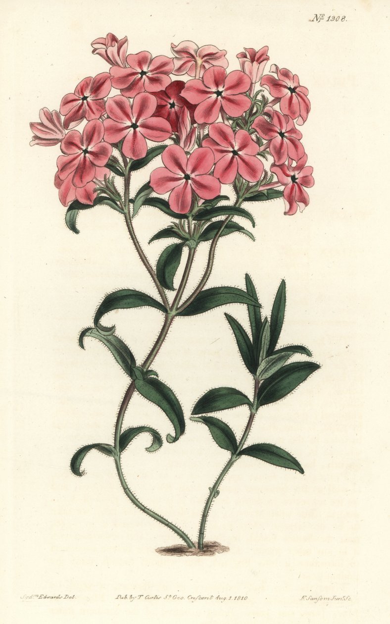 Phlox de la Caroline vagy Jaume Saint Hilaire – Fraser szőrös phloxa, Phlox amoena. F. Sansom Jr. kézi színű rézmetszete Sydenham Edwards illusztrációja után a William Curtis Botanical Magazine-ból, T. Curtis, London alkotó: Sydenham Teast Edwards