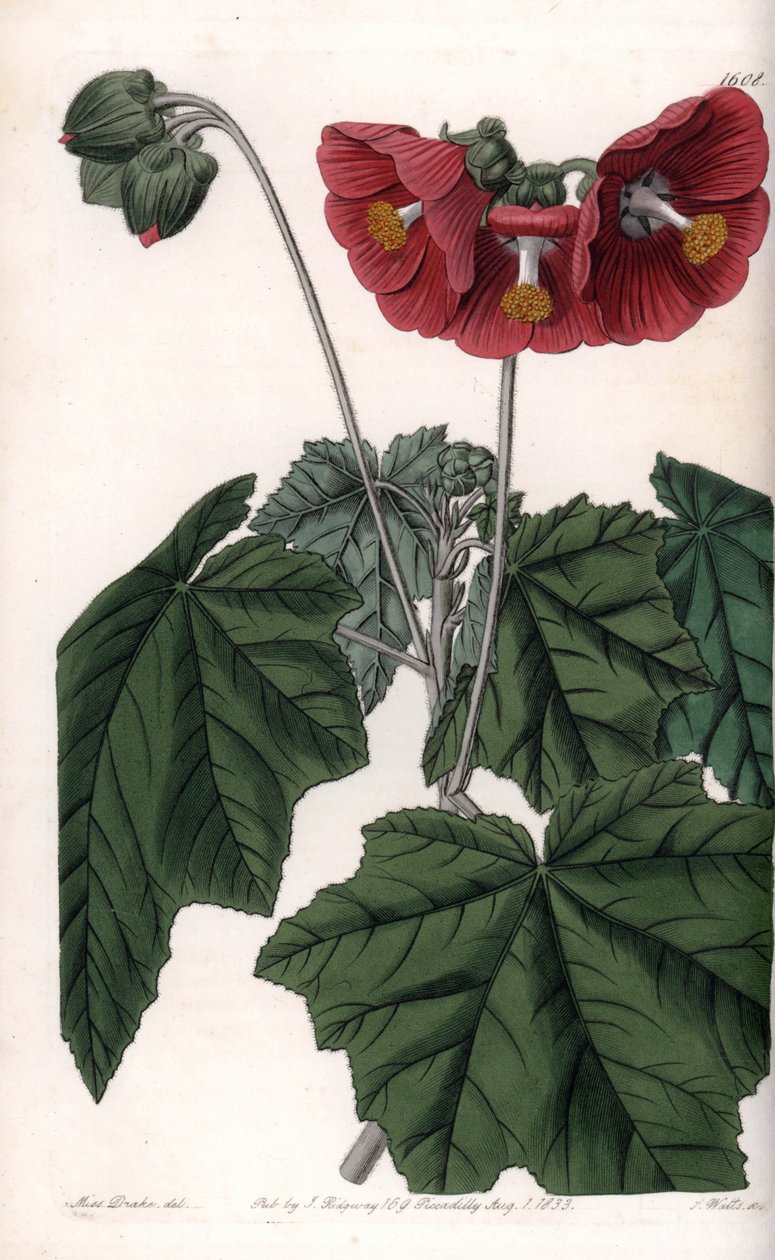Phymosia variete, vörös virágok, Mexikóban őshonos – S. Watts metszet, Sarah Anne Drake (1803-1857) illusztrációja alapján, a Sydenham Edwards (1768-1819) botanikai nyilvántartásából, Angliából alkotó: Sydenham Teast Edwards