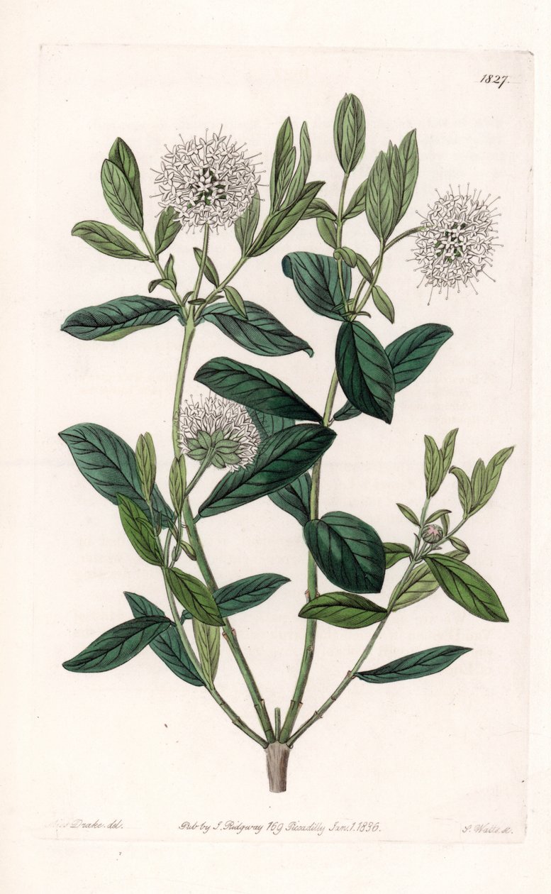 Pimelea Variete – S.Watts által gravírozott tábla Sarah Anne Drake (1803-1857) illusztrációjáról, a Sydenham Edwards (1768-1819) botanikai nyilvántartásából, Angliából alkotó: Sydenham Teast Edwards
